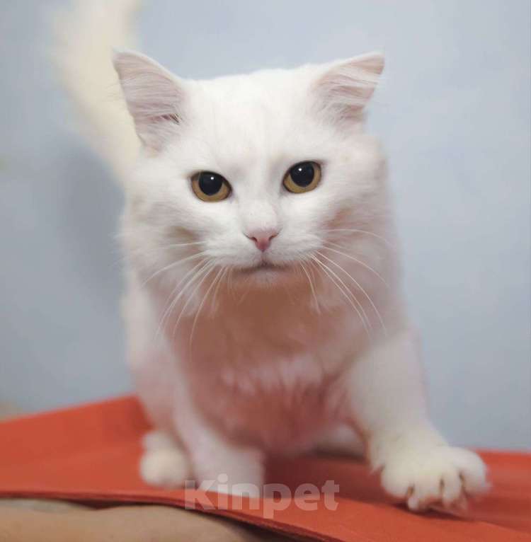 Кошки в Москве: Пушистого белого котика выкинули хозяева 💔 Теперь он никому не нужен Мальчик, Бесплатно - фото 5