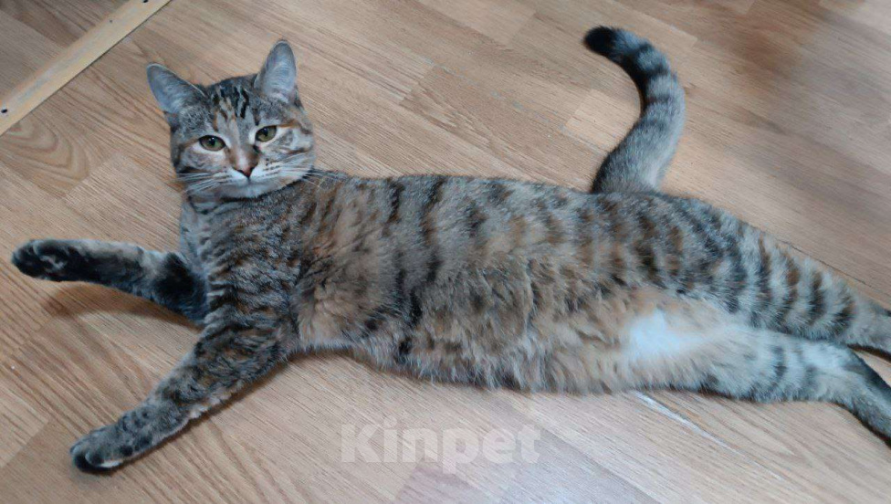 Кошки в Москве: Тоня с шелковой шубкой ищет дом Девочка, Бесплатно - фото 4