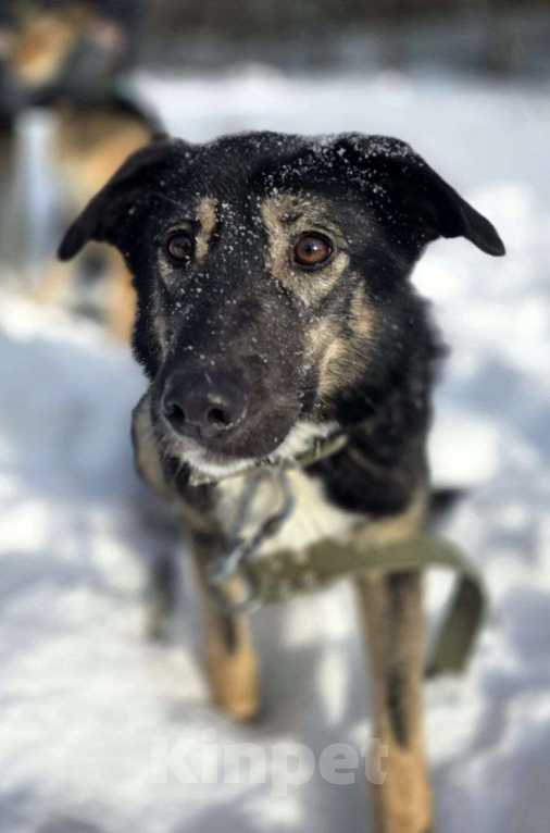 Собаки в Королеве: Нуара. Приют Зоодом, г. Королев. Девочка, Бесплатно - фото 3