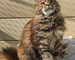 Кошки в Казани: Котенок мейн-кун Девочка, 40 000 руб. - фото 4