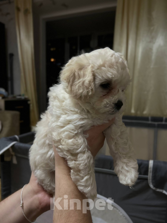 Собаки в Мытищах: Смайлик Девочка, 70 000 руб. - фото 2