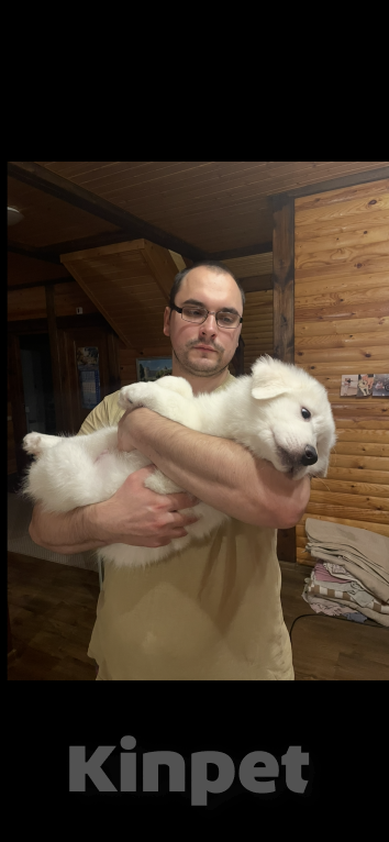 Собаки в других городах Тверской области: Мишка Мальчик, 30 000 руб. - фото 5