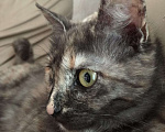 Кошки в Краснодаре: Котятки в добрые ручки  Девочка, Бесплатно - фото 4