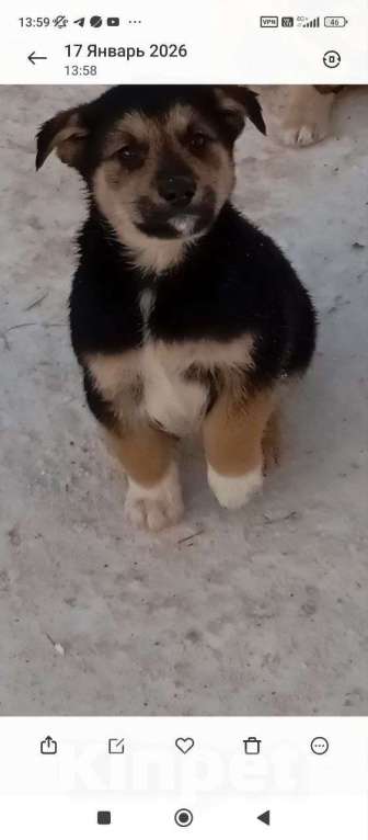 Собаки в Москве: Трогательные щеночки (2 мес.) срочно ищут дом Мальчик, Бесплатно - фото 4