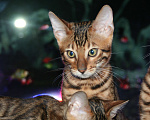 Кошки в Нижнем Новгороде: Бенгальская Мальчик, Бесплатно - фото 3
