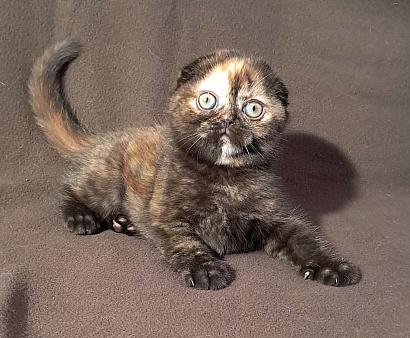 Шотландский котёнок.