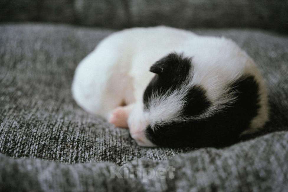 Собаки в других городах Московской области: Бейли Девочка, 100 руб. - фото 1