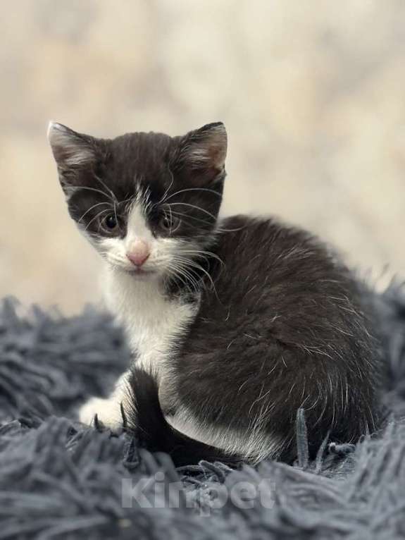 Кошки в Москве: Красивая 2 мес малышка Шаня в добрые руки! Девочка, Бесплатно - фото 4