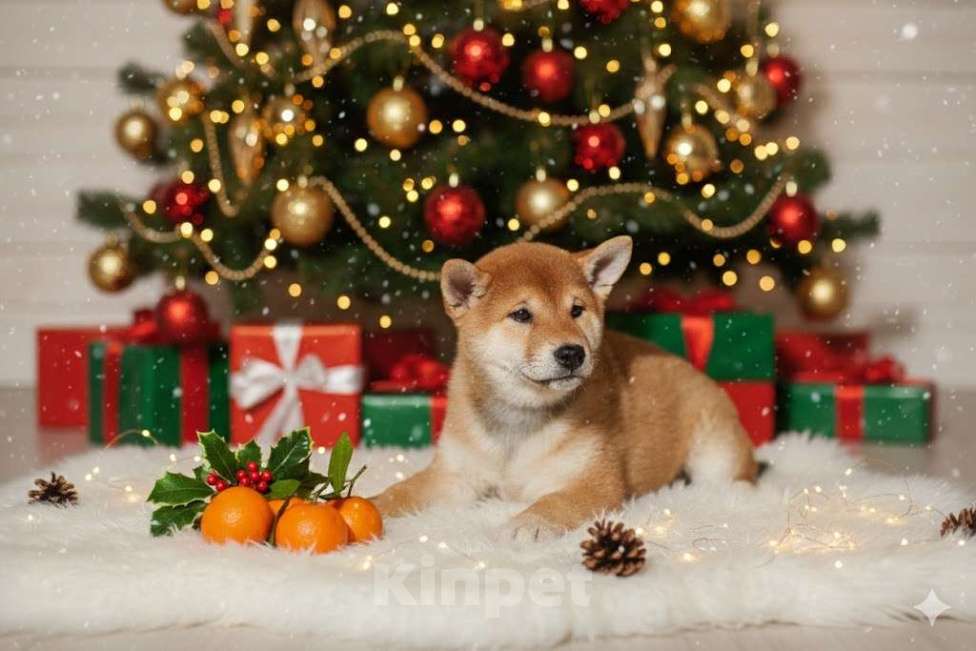 Собаки в Екатеринбурге: Девочка сиба-ину РКФ  Девочка, 55 000 руб. - фото 1