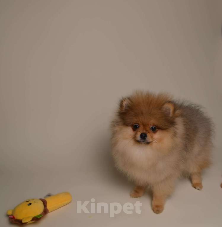 Собаки в Костроме: Померанский шпиц девочка Девочка, 50 000 руб. - фото 2