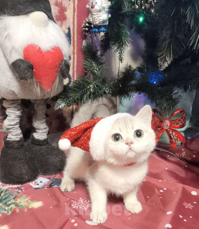 Кошки в Москве: Голубая золотая шиншилла Девочка, 40 000 руб. - фото 1