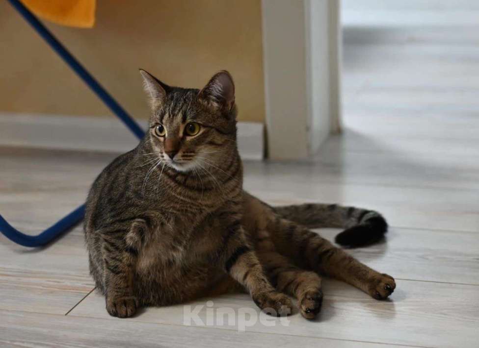 Кошки в Москве: Лавруша ищет дом  Девочка, Бесплатно - фото 1