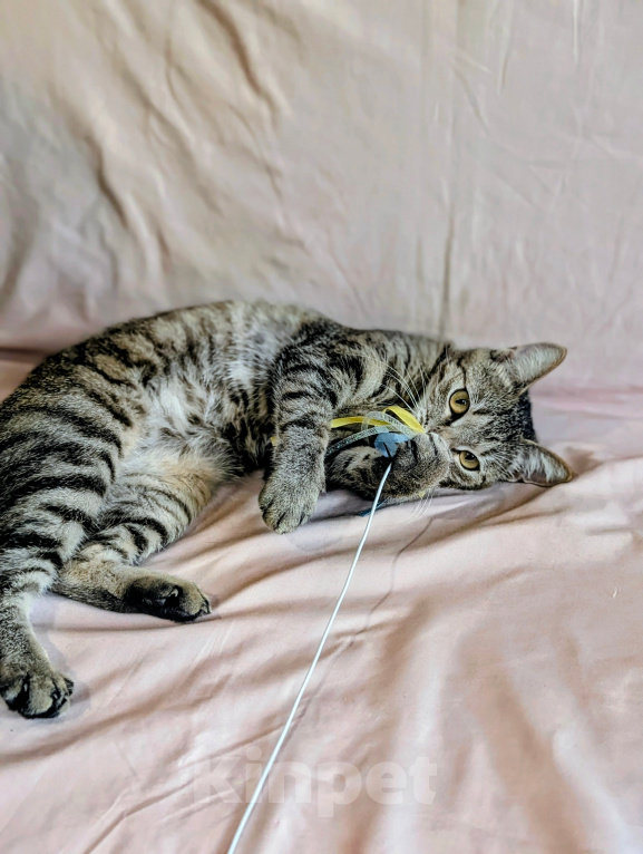 Кошки в Видном: СЕЛИНА Девочка, Бесплатно - фото 2