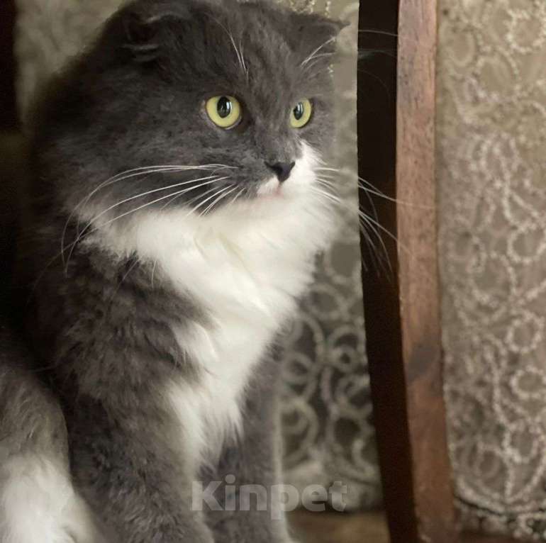 Кошки в Москве: Пушистая, красивая, но несчастная — кошечку Барнеллу выбросили хозяева Девочка, Бесплатно - фото 3