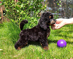 Собаки в Долгопрудном: Миниатюрного пуделя щенок  мальчик черно-подпалый фантом Мальчик, 100 000 руб. - фото 1