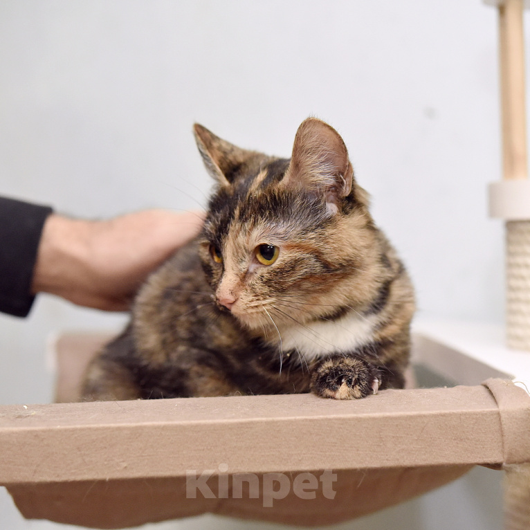 Кошки в Москве: Молодая кошечка Соня ищет дом! Девочка, Бесплатно - фото 3
