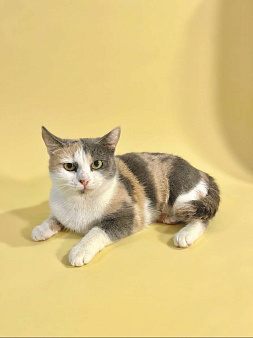 кошка Рикса в самые добрые руки