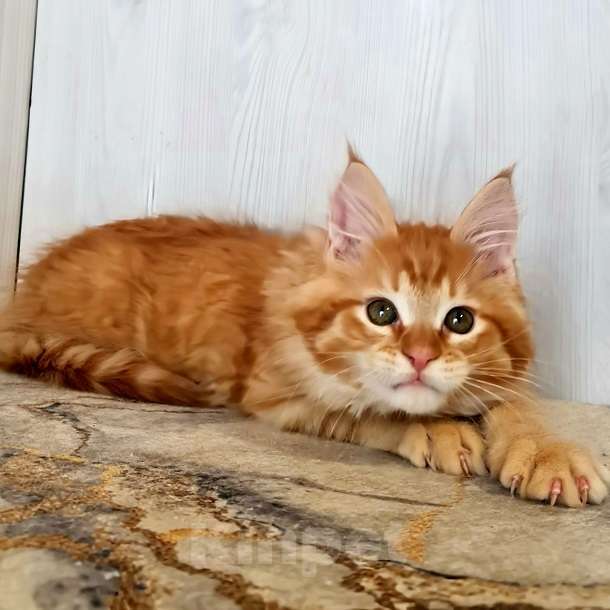 Кошки в других городах Ярославской области: Котята Мейн кун Мальчик, Бесплатно - фото 3