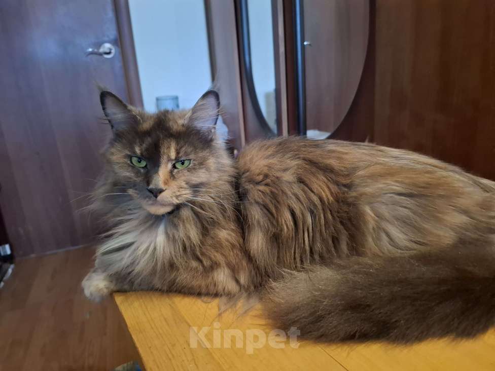 Кошки в Москве: Мейн-куны от чемпионов породы Мальчик, 20 000 руб. - фото 2