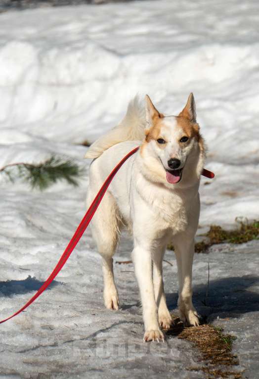 Собаки в Москве: Лисена, 5 лет Девочка, Бесплатно - фото 6