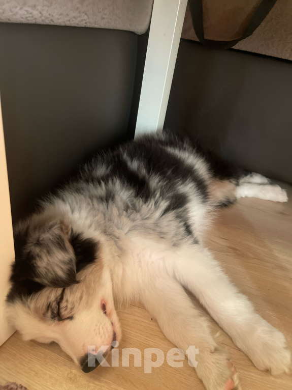 Собаки в Малоярославце: Щенок бордер колли Мальчик, Бесплатно - фото 4