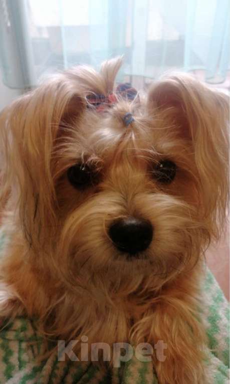 Собаки в других городах Московской области: Щенки йоркширского терьера Мальчик, 8 000 руб. - фото 3