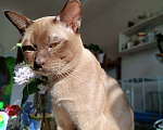 Кошки в Ростове-на-Дону: Котик европейской Бурмы в Брид  Мальчик, Бесплатно - фото 3