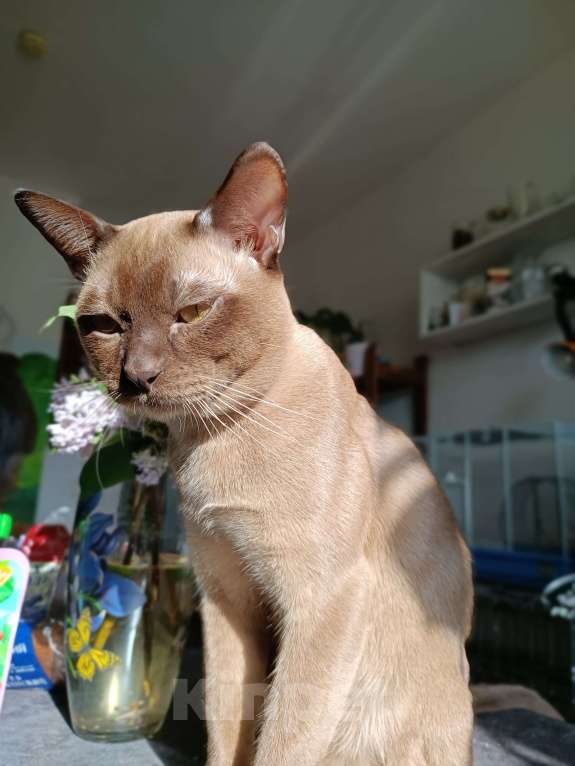 Кошки в Ростове-на-Дону: Котик европейской Бурмы в Брид  Мальчик, Бесплатно - фото 3