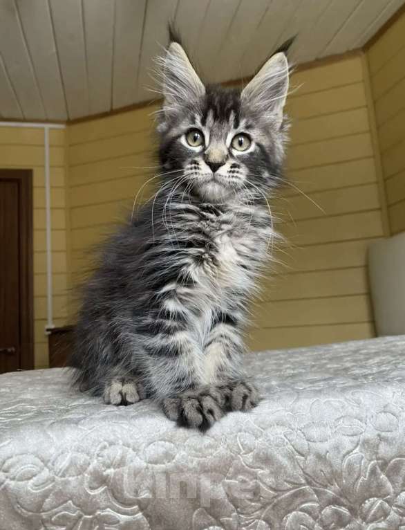 Кошки в других городах Московской области: Мейн-кун мальчишка❤️ Мальчик, 60 000 руб. - фото 4