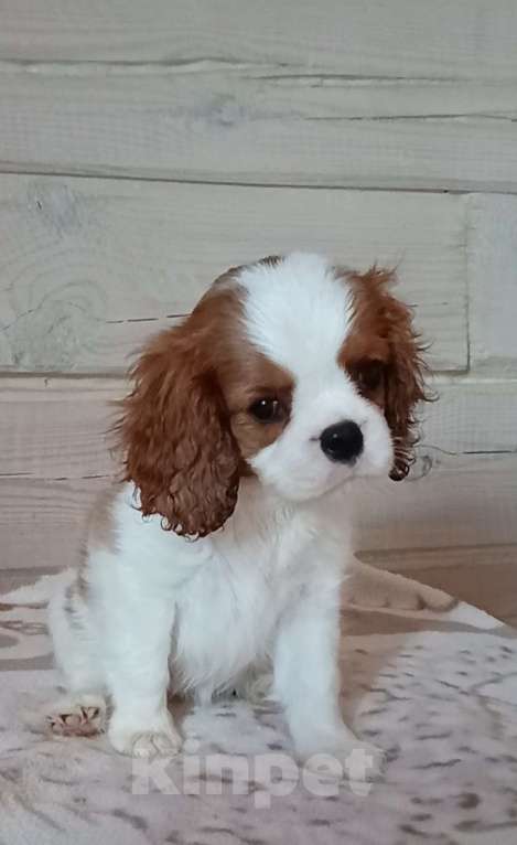 Собаки в Москве: Девочка Кавалер Кинг Чарльз спаниель  Девочка, Бесплатно - фото 2