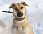 Собаки в Воскресенске: Кира ищет свою семью❤ Девочка, Бесплатно - фото 1