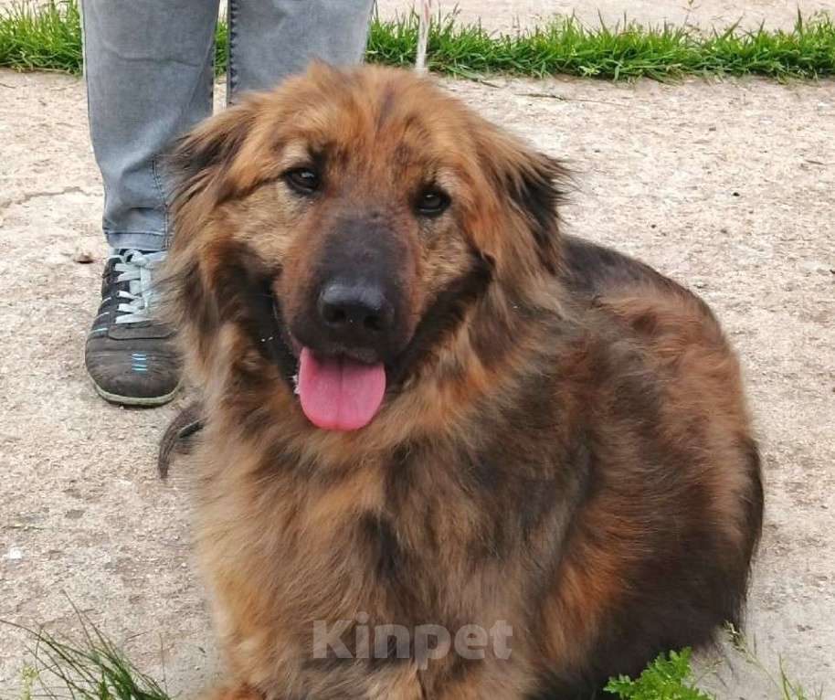 Собаки в Москве: Тигруша живет надеждой встретить свою семью! Мальчик, Бесплатно - фото 1