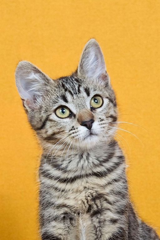 Кошки в других городах Московской области: Веселый котенок Кузя ищет дом Мальчик, Бесплатно - фото 3