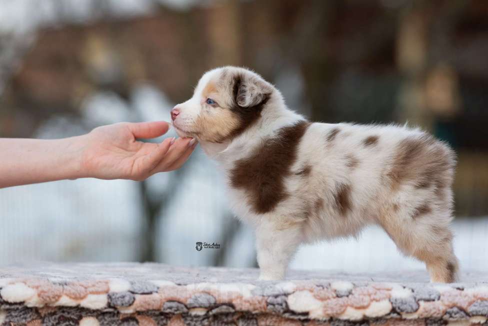 Собаки в Москве: Австралийская овчарка, аусси Девочка, 150 000 руб. - фото 9