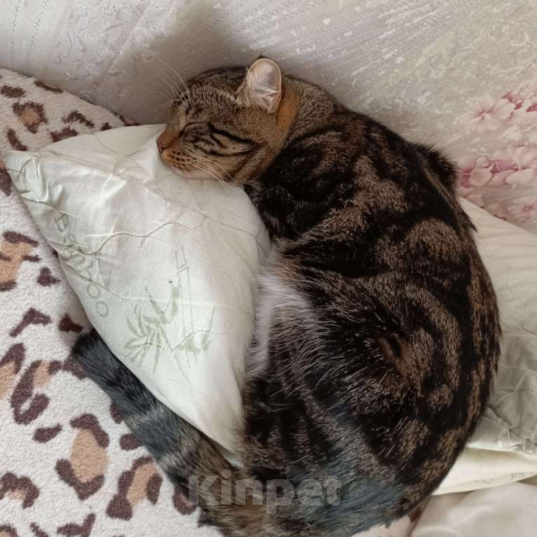 Кошки в Тюмени: Потерялся кот Мальчик, Бесплатно - фото 2