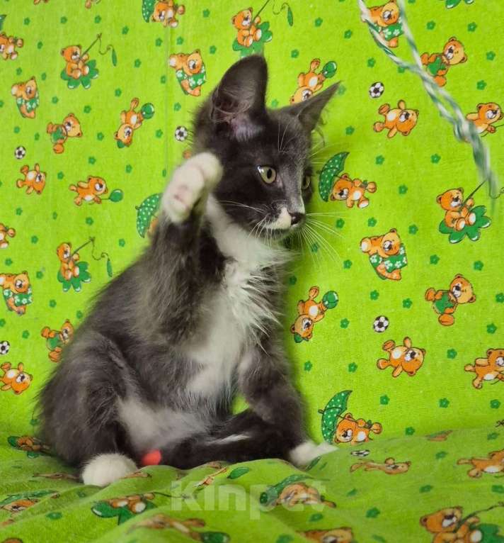 Кошки в Санкт-Петербурге: Ищет дом Тишенька Мальчик, Бесплатно - фото 7