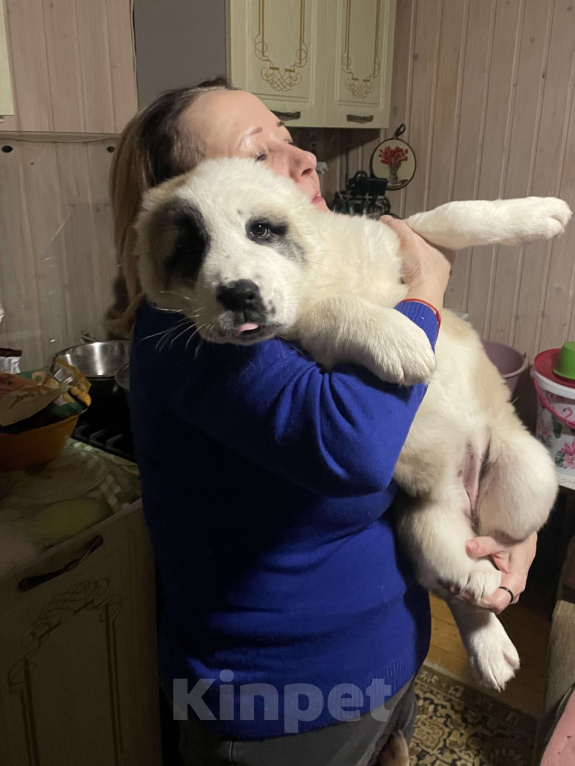 Собаки в Москве: Среднеазиатская овчарка, алабай, щенок Девочка, Бесплатно - фото 1