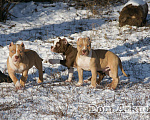 Собаки в Саратове: Американские булли, Питомник Мальчик, 60 000 руб. - фото 7