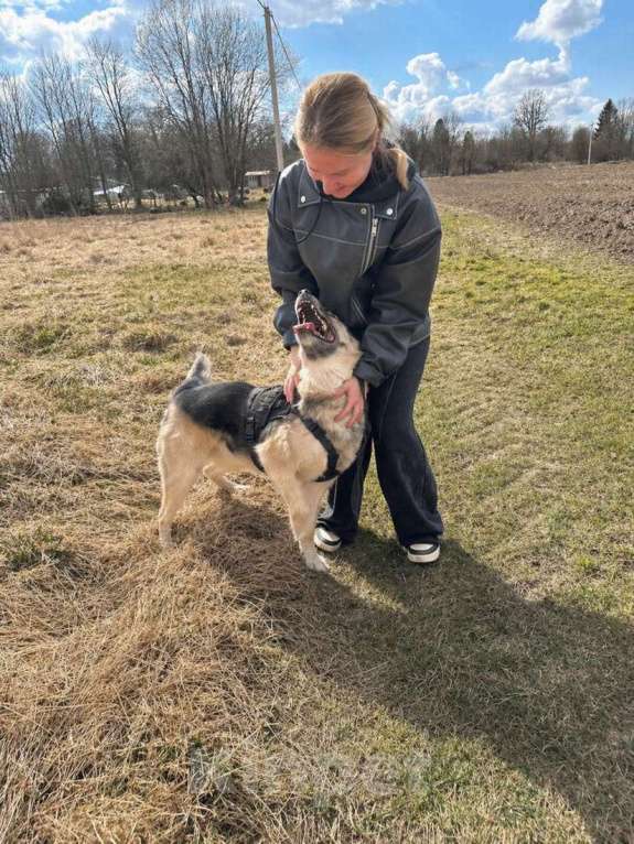 Собаки в Санкт-Петербурге: Очаровательный пес Бамси с разноцветными глазами ищет хозяина! Мальчик, Бесплатно - фото 4