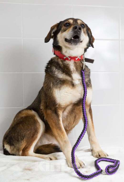 Собаки в Наро-Фоминске: Нора из приюта Берегиня Девочка, Бесплатно - фото 10