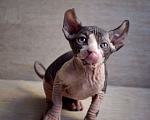 Кошки в Краснодаре: Котёнок Сфинкс Эльф девочка Девочка, Бесплатно - фото 2