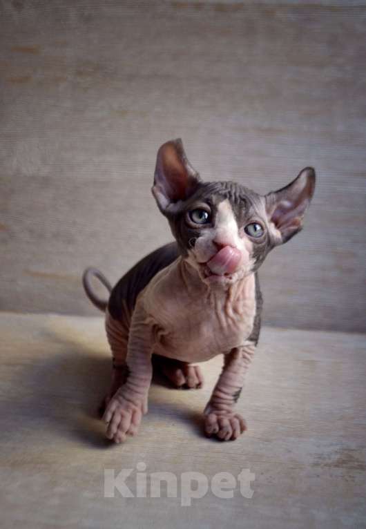 Кошки в Краснодаре: Котёнок Сфинкс Эльф девочка Девочка, Бесплатно - фото 2