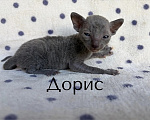 Кошки в Балашихе: Кошечка Дорис Девочка, 80 000 руб. - фото 4