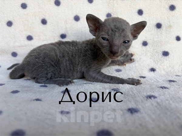 Кошки в Балашихе: Кошечка Дорис Девочка, 80 000 руб. - фото 4