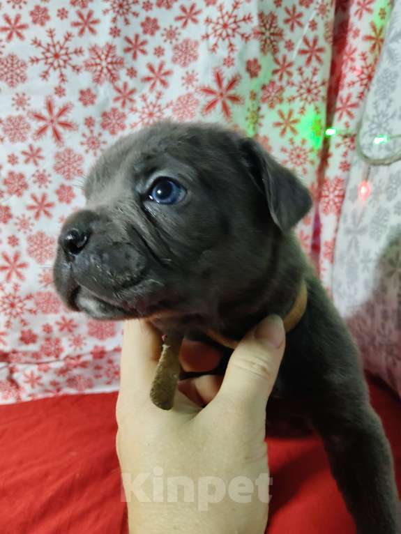 Собаки в других городах Краснодарского края: Кане-Корсо, щенок Девочка, 20 000 руб. - фото 4