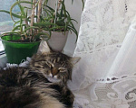 Кошки в Казани: Степашка, 10 000 руб. - фото 7
