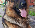 Собаки в Ореховом-Зуево: Кобель для вязки Мальчик, 4 руб. - фото 4