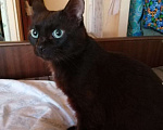 Кошки в Москве: Бурманский шоколадно-черный синеглазый кот Сапфир в дар Мальчик, Бесплатно - фото 1