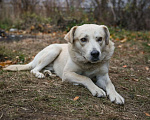 Собаки в Москве: Ищет дом Лорд, 2 года, бывшедомашний. Мальчик, 10 руб. - фото 9