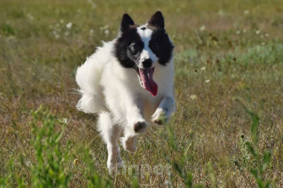 Собаки в Москве: Ненецкая оленегонная лайка. Кобель Центурион.  Мальчик, 60 000 руб. - фото 10